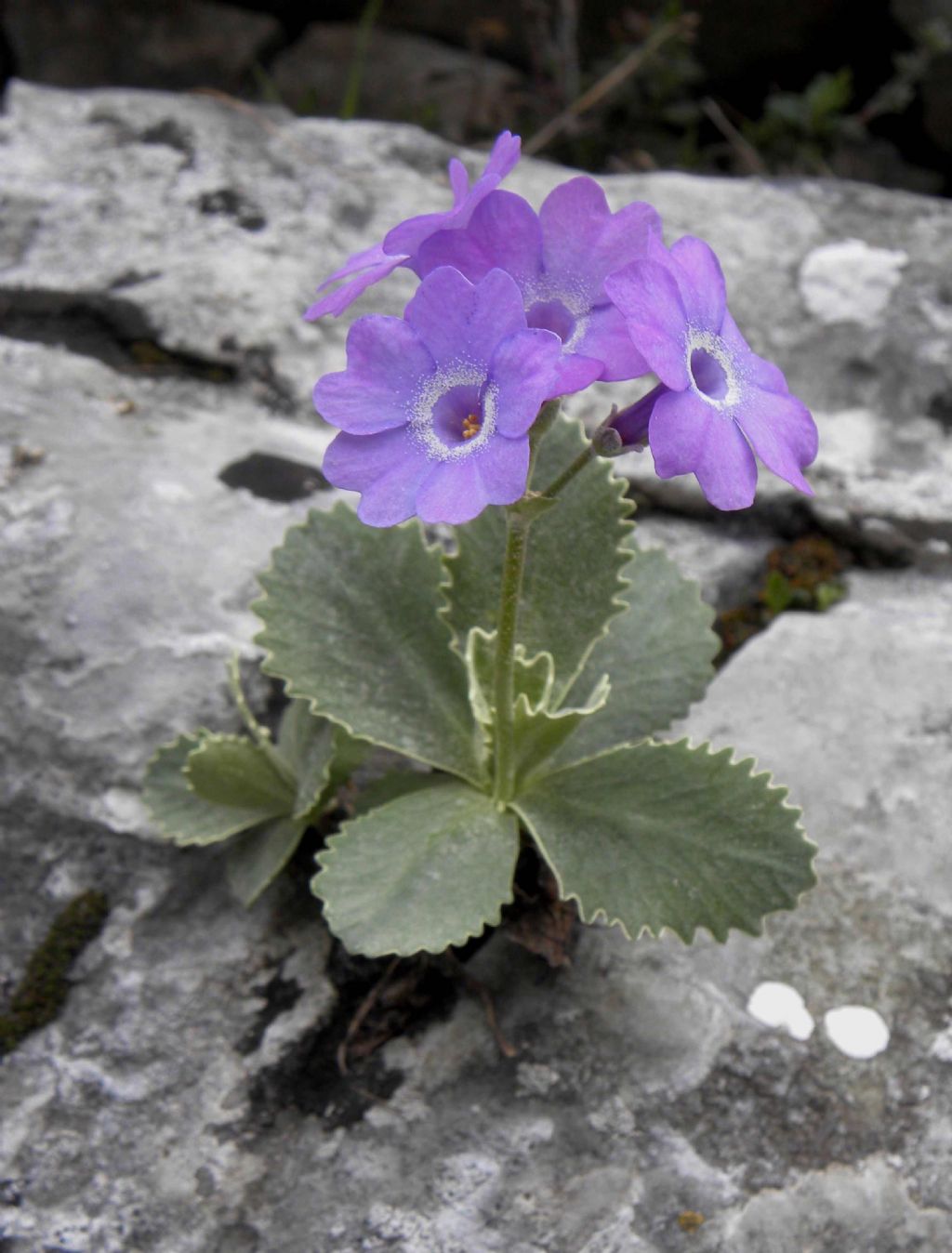 Primula marginata / Primula impolverata